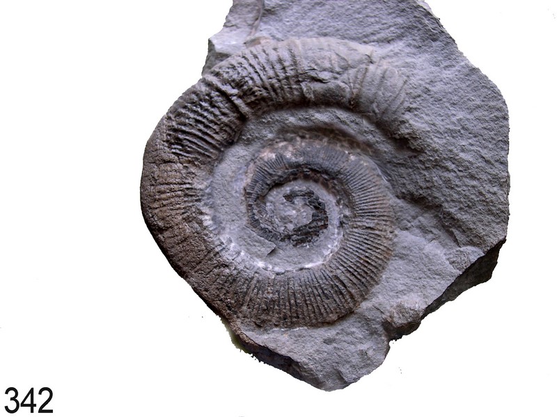 Crioceratites